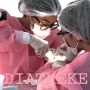 Foto 1:  Diatheke Paramentação Odontológica